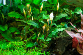 139 TC 暗武吉山辣椒榕 Bucephalandra pygmaea 'Bukit Kelam'